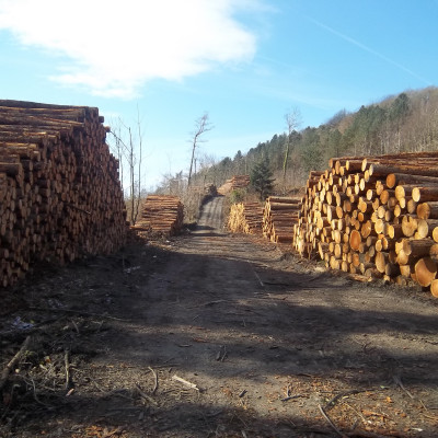 Timber Sales and Felling Licences